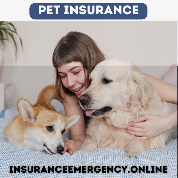 The Best Pet Insurance Plans