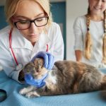 How Pet Insurance Can Save You Money on Veterinary Bills