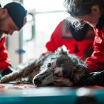 How Pet Insurance Helps in Emergencies