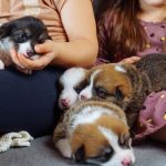 Pet Insurance for Puppies and Kittens What You Should Know